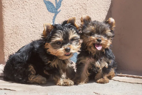 Yorkshire Terrier Puppies sitting