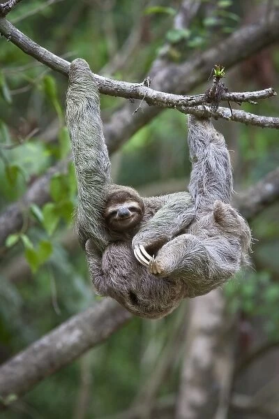 A young Brown-throated Sloth (Bradypus variegatus) nurses its baby while hanging