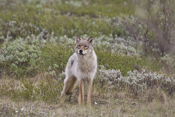 A young gray wolf from the Grant Creek Pack in Denali National Park trots across