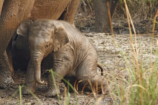 Young one of Indian Elephant mud-wallowing, Corbett National Park, India