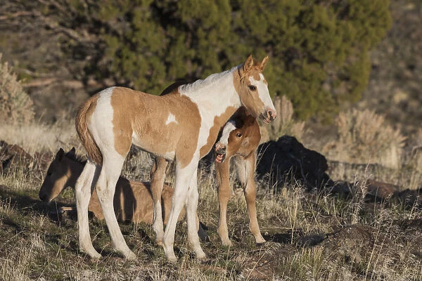 Young playful wild horses