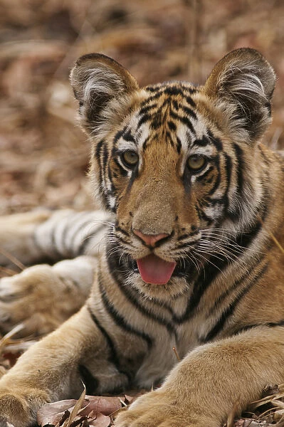 Young one of Royal Bengal Tiger, Tadoba Andheri Tiger Reserve, India