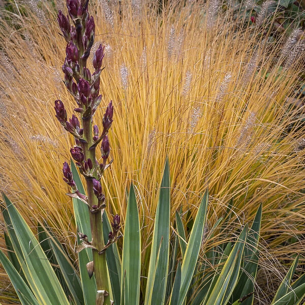 Yucca and Ornamental Grass in Fall, Washington, Lemolo Credit as