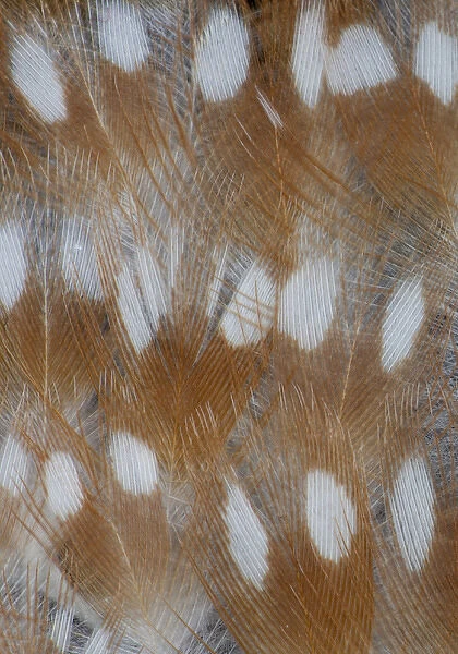 Zebra Finch feathers of a Fawn mutation in coloration