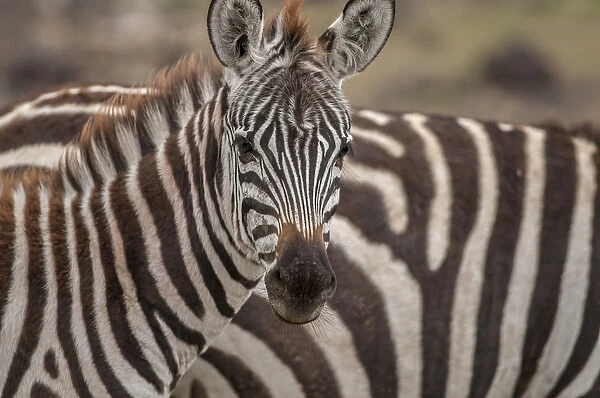 Zebra looking at camera
