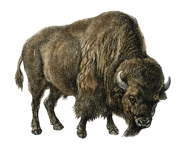 American buffalo