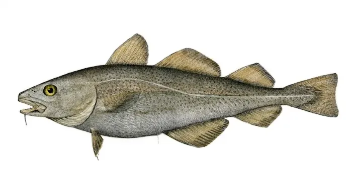 Framed Print : Atlantic Codfish Print, Hand-colored Woodcut Framed Print : Atlantic Codfish Print, Hand-colored Woodcut