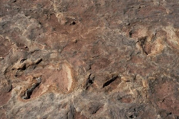 Dinosaur footprints. Fossil dinosaur footprints near Tuba City, Arizona.. Photograph