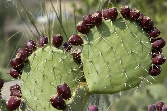 Framed Print : Prickly-pear cactus fruit Print Framed Print : Prickly-pear cactus fruit Print