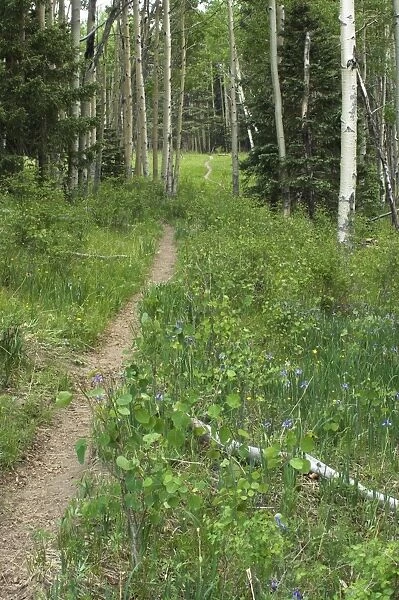 Pecos Wilderness trail, New Mexico