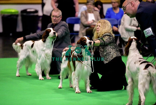 Crufts 2018. Picture shows Irish Red & White Setter's being judged, 
