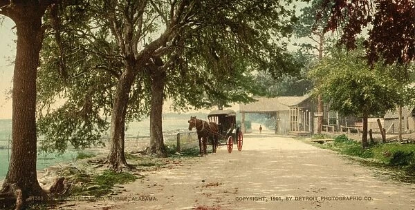 ALABAMA: MOBILE, c1901. A horse and carriage on Bay Shell Road, Mobile, Alabama
