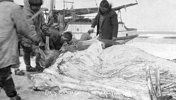ALASKA: WALRUS HUNTING. Eskimo hunters cutting up a walrus on the shore near their boat, Alaska