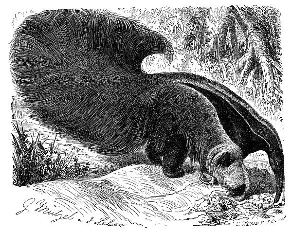 ANTEATER. The giant anteater. Wood engraving, German, 19th century