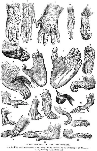 APES & MONKEYS. Hands and feet of apes and monkeys. Wood engraving, 19th century