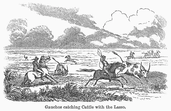 ARGENTINA: GAUCHOS, 1853. Gauchos catching cattle on the Argentine pampas. Wood engraving, American, 1853