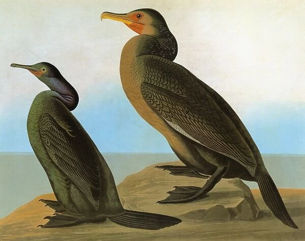 AUDUBON: CORMORANTS. Left to right: Pelagic, or Bairds, Cormorant (Phalacrocorax pelagicus)