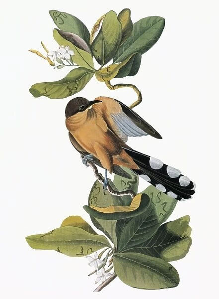 AUDUBON: CUCKOO. Mangrove Cuckoo (Coccyzus minor)