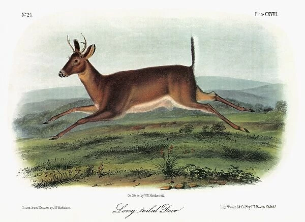 AUDUBON: DEER. A male Columbian white-tailed deer, formerly known as the long-tailed deer