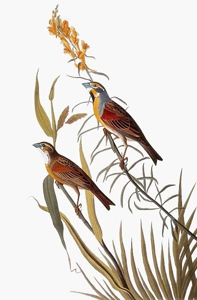 AUDUBON: DICKCISSEL. (Spiza americana), from John James Audubons The Birds of America, 1827-1838