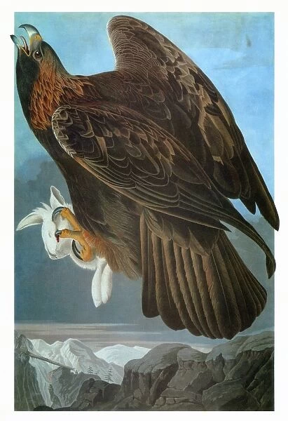 AUDUBON: EAGLE. Golden Eagle (Aquila chrysaetos)