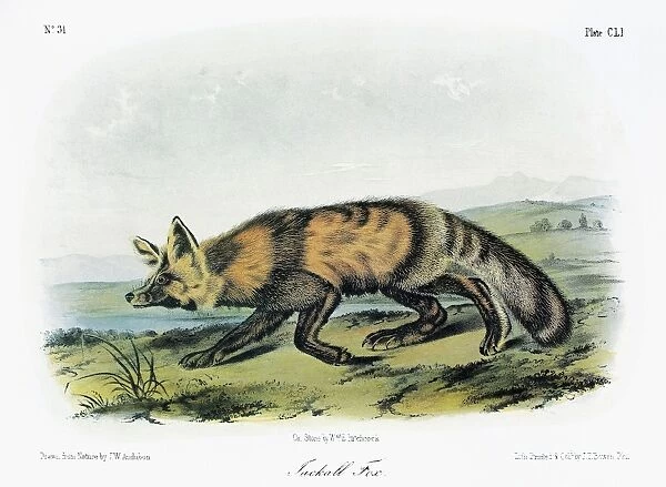 AUDUBON: FOX. Western, or long-tailed, red fox (Vulpes vulpes macroura, or Vulpes