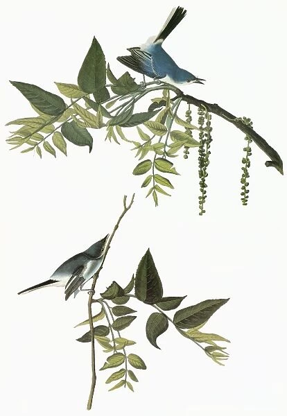 AUDUBON: GNATCATCHER. Blue-gray Gnatcatcher (Polioptila caerulea)