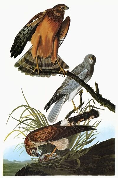 AUDUBON: HARRIER. Northern, or Hen, Harrier, or Marsh Hawk (Circus cyaneus)