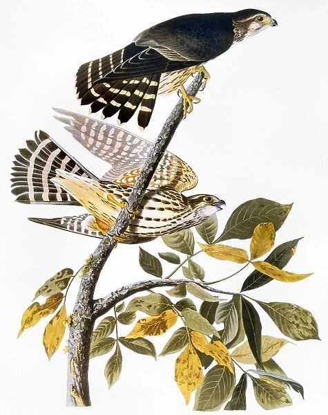 AUDUBON: HAWK. Merlin, or pigeon hawk (Falco columbarius), from John James Audubons The Birds of America, 1827-1838