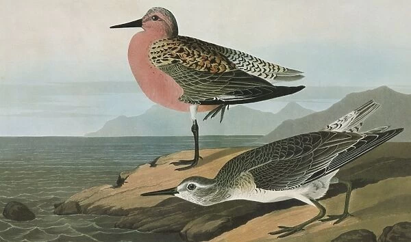 AUDUBON: KNOT. Red Knot, or Red-breasted Sandpiper (Calidris canutus)