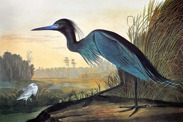 AUDUBON: LITTLE BLUE HERON. Little Blue Heron or Blue Crane or Heron (Florida caerulea) by John James Audubon for his Birds of America, 1827-1838