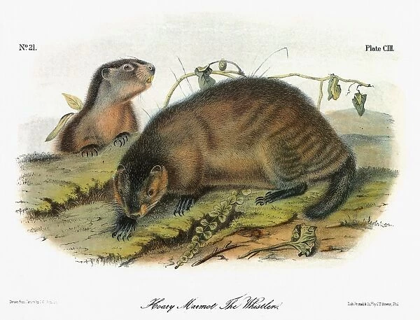 AUDUBON: MARMOT. Hoary marmot, or whistler (Marmota caligata). Lithograph, c1854