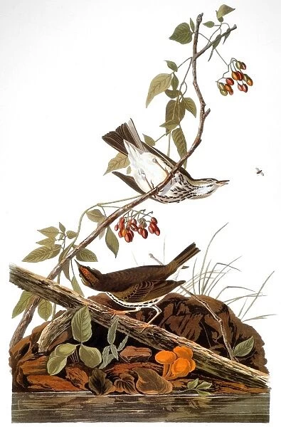 AUDUBON: OVENBIRD. Ovenbird, or golden-crowned thrush (Seirus aurocapillus), from John James Audubons The Birds of America, 1827-1838