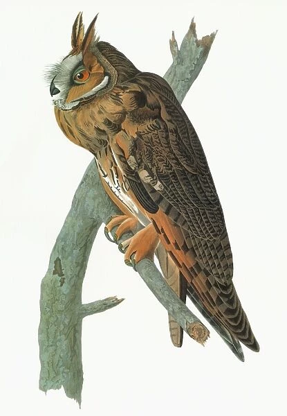 AUDUBON: OWL. Long-eared Owl (Asio otus)