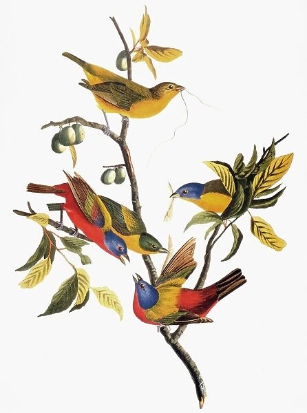 AUDUBON: SPARROWS. Lark sparrow, or finch (Chondestes grammacus); lark bunting, or prairie finch (Calamospiza melanocorys); and song sparrow (Melospiza melodia), from John James Audubons The Birds of America, 1827-1838
