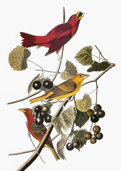 AUDUBON: TANAGER. Summer tanager (Piranga rubra), from John James Audubons The Birds of America, 1827-1838