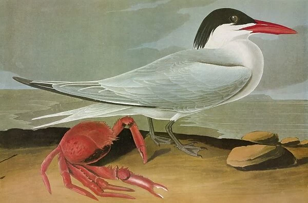 AUDUBON: TERN. Royal Tern (Thalasseus maximus)