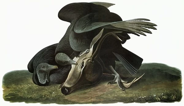AUDUBON: VULTURE. Black Vulture (Coragyps atratus)