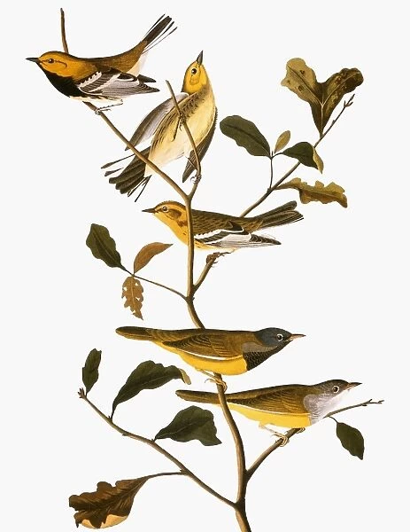 AUDUBON: WARBLER. Black-throated green warbler, Blackburnian warbler, and MacGillivrays warbler, from John James Audubons The Birds of America, 1827-1838