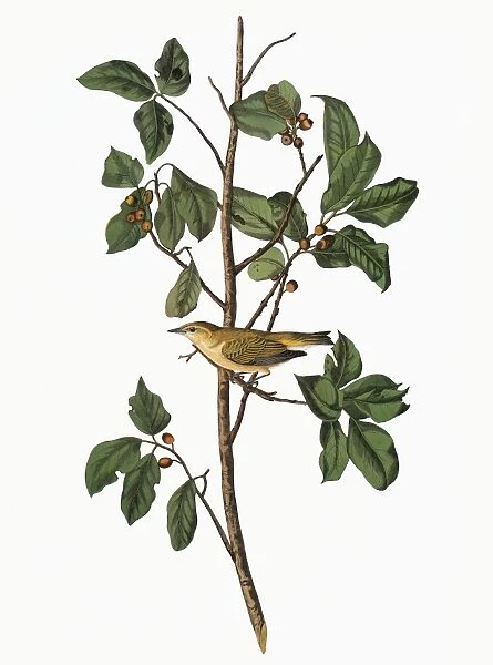 AUDUBON: WARBLER. Tennessee Warbler (Oreothlypis peregrina, formerly Vermivora peregrina)