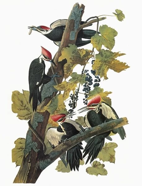 AUDUBON: WOODPECKER. Pileated Woodpecker (Dryocopus pileatus)
