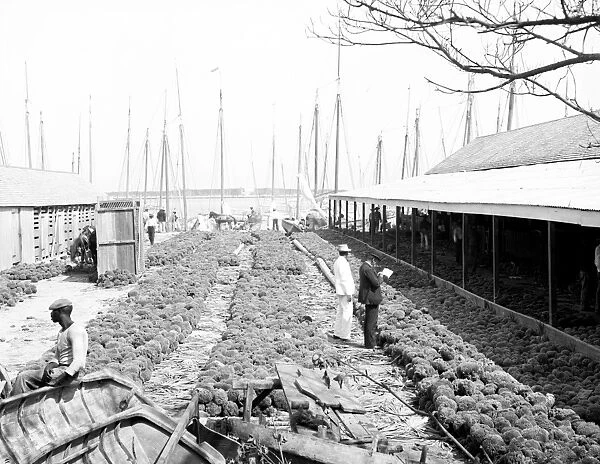 BAHAMAS: SPONGES, c1905. A sponge yard along the docks in Nassau, New Providence Island, Bahamas