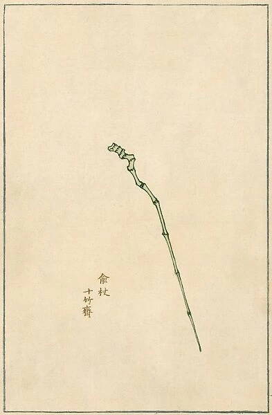 BAMBOO CANE, 17th CENT. Chinese colored woodcut