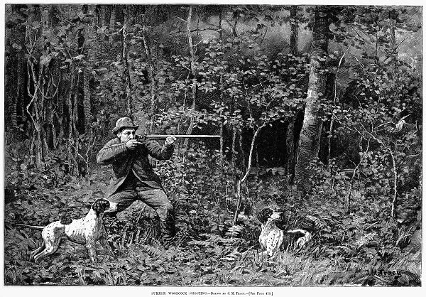 BIRD SHOOTING, 1886. Summer Woodcock Shooting. Line engraving, American, after J. M. Tracy, 1886
