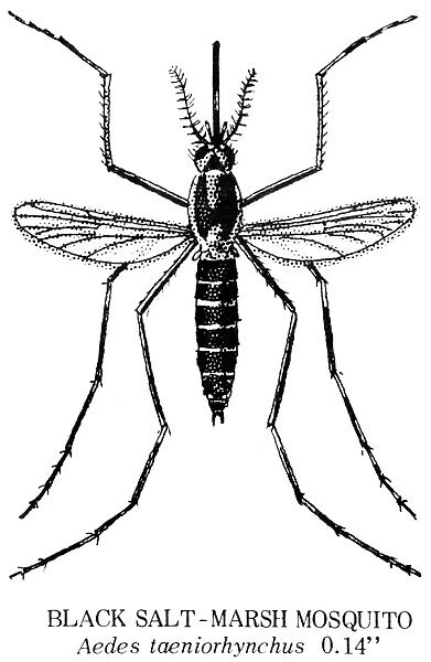 BLACK SALT-MARSH MOSQUITO. The notorius New Jersey Mosquito. Aedes taeniorhynchus