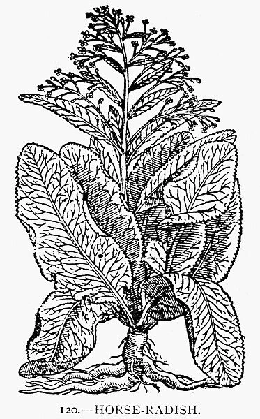BOTANY: HORSE-RADISH. Cochlearia armoracia. Woodcut, 1597