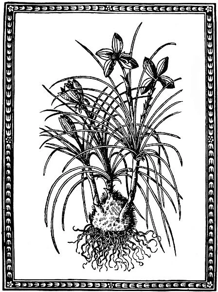 BOTANY: SAFFRON. (Crocus sativus). Woodcut from Pietro Andrea Mattiolis Commentaires