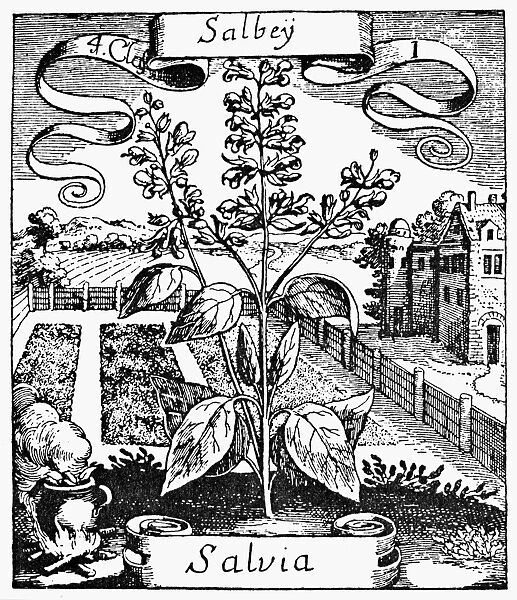 BOTANY: SAGE, 1719. Salvia officinalis. Woodcut from Basile Valentins Krauterbuch