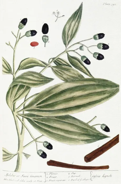 Framed Print : Malabar Cinnamon Print, 1735 Framed Print : Malabar Cinnamon Print, 1735