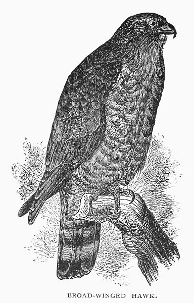 BROAD-WINGED HAWK. Line engraving, 19th century